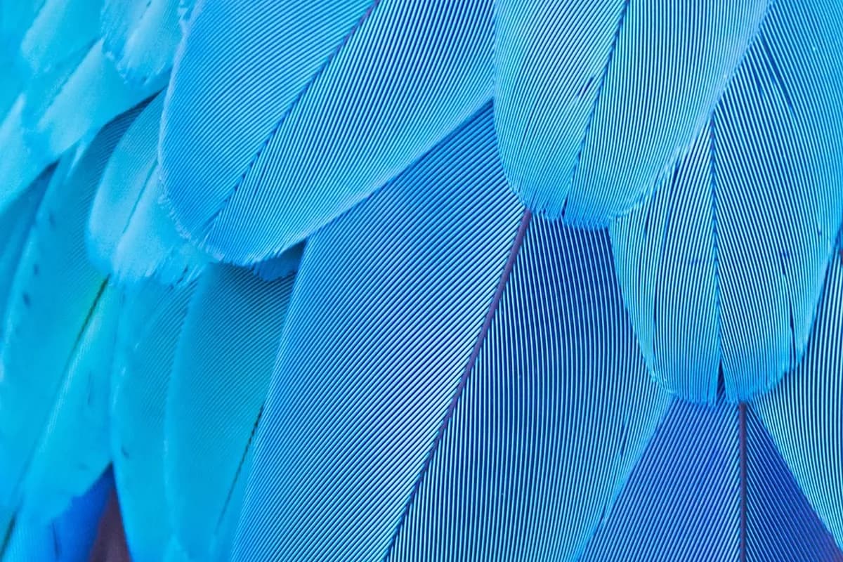 A Pet Parrot being checked over