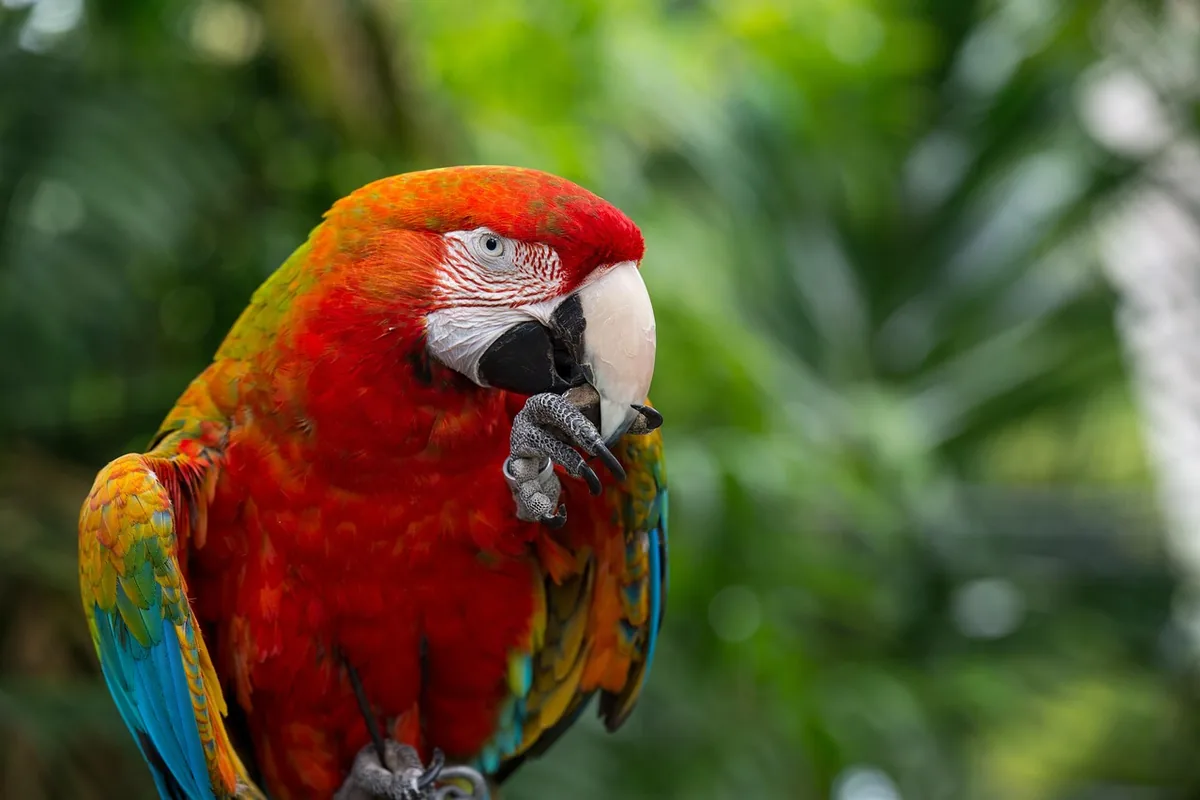 A Pet Parrot preening its feathers