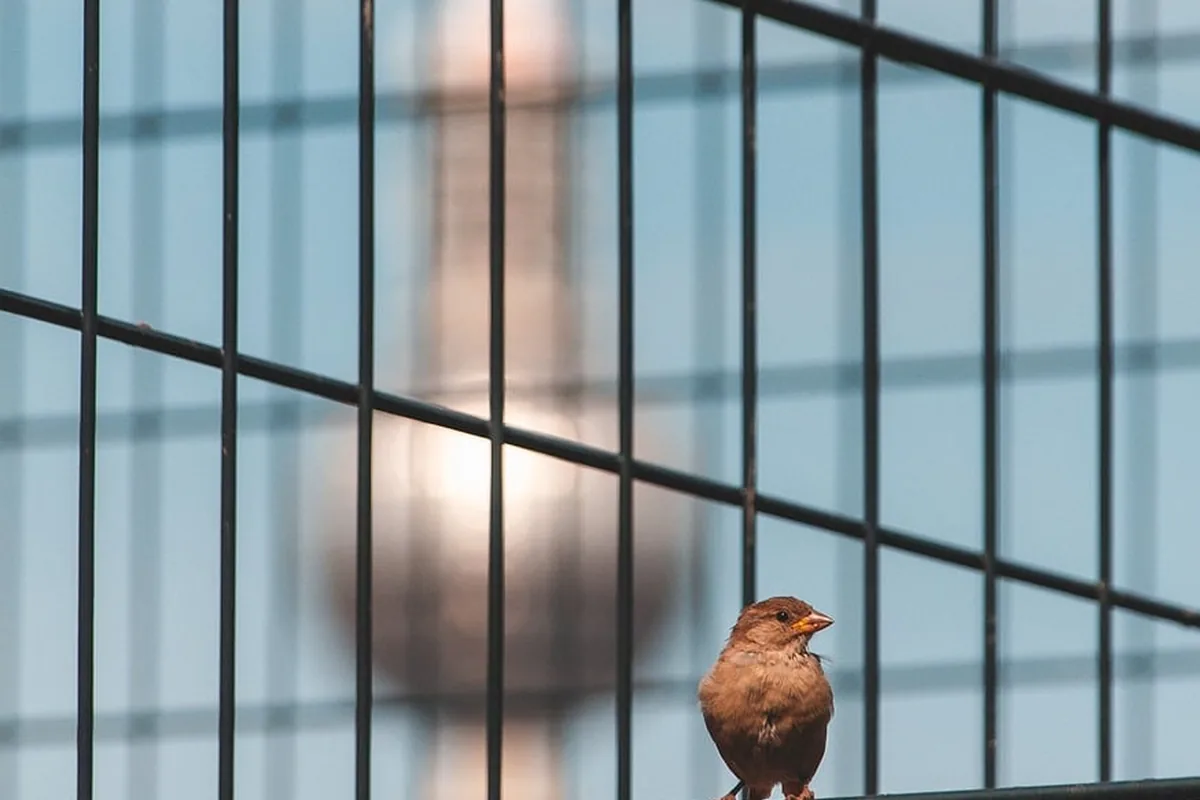 A Pet Parrot perched and alert