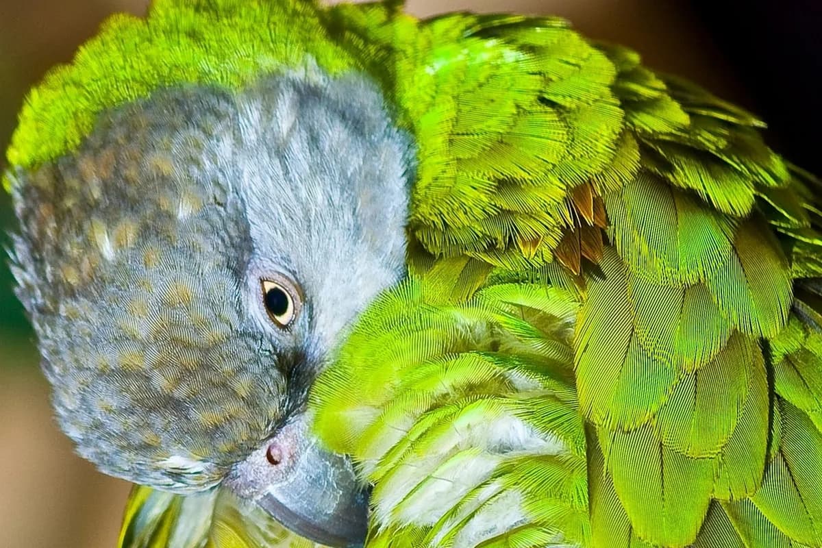 A Senegal Parrot perched and alert
