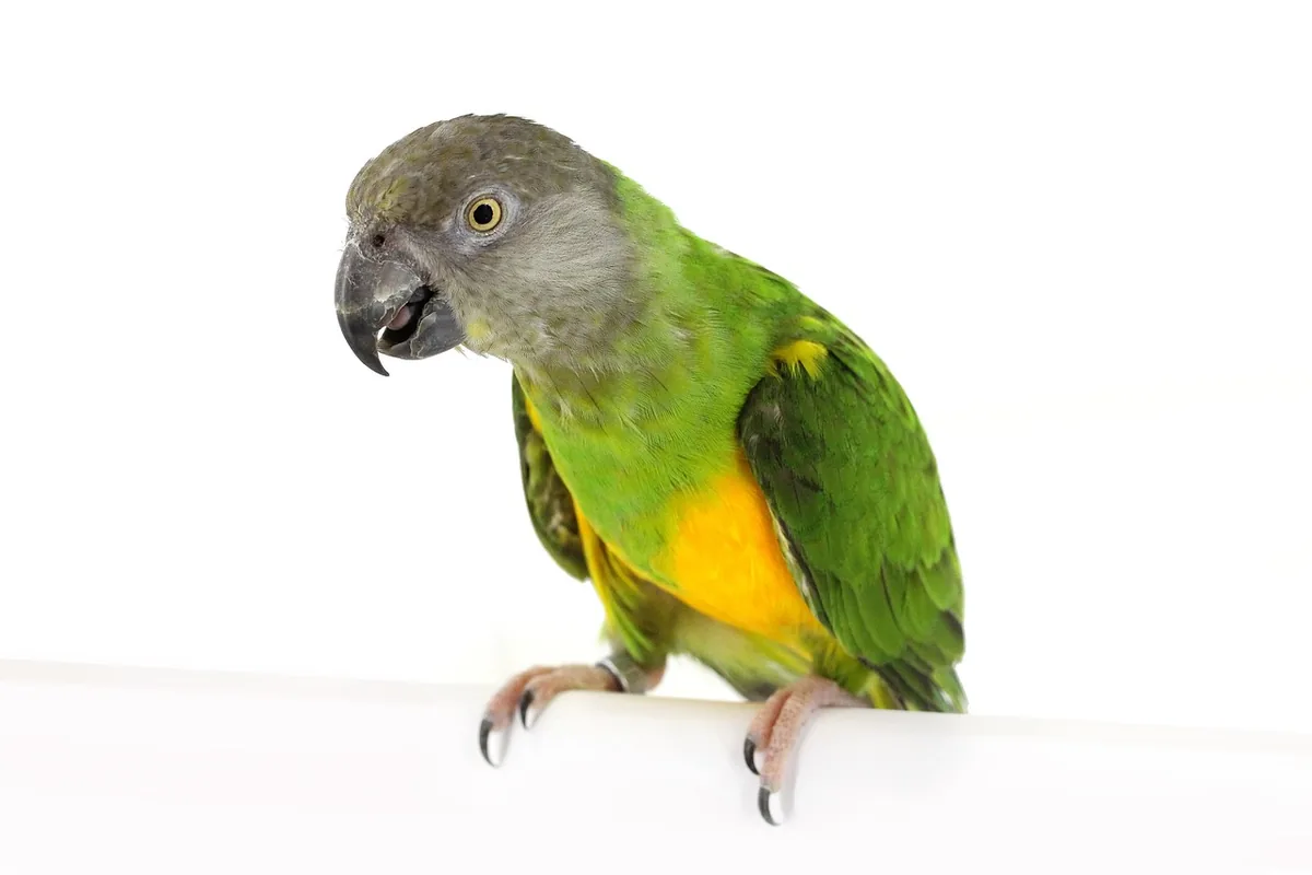 A Senegal Parrot being checked over