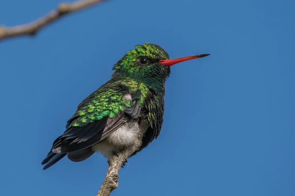 A Pet Parrot perched and alert