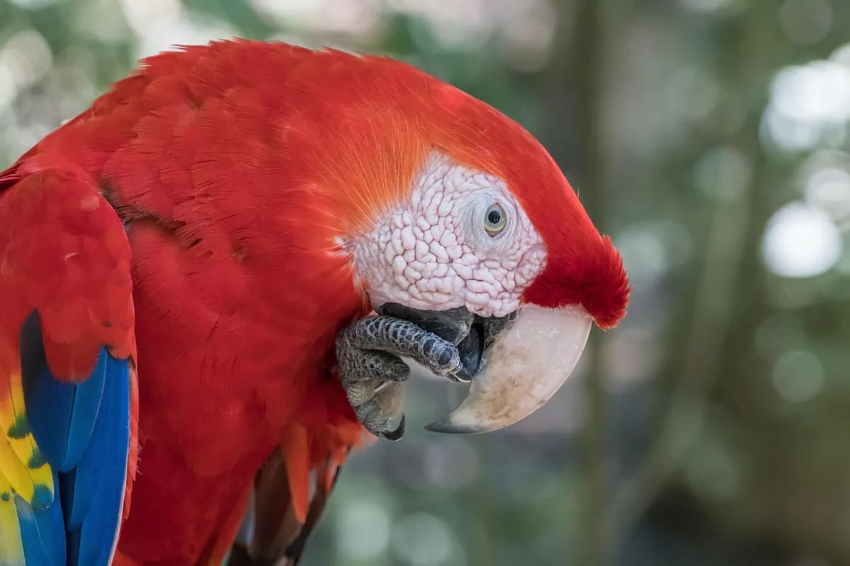 A Pet Parrot eating fresh food