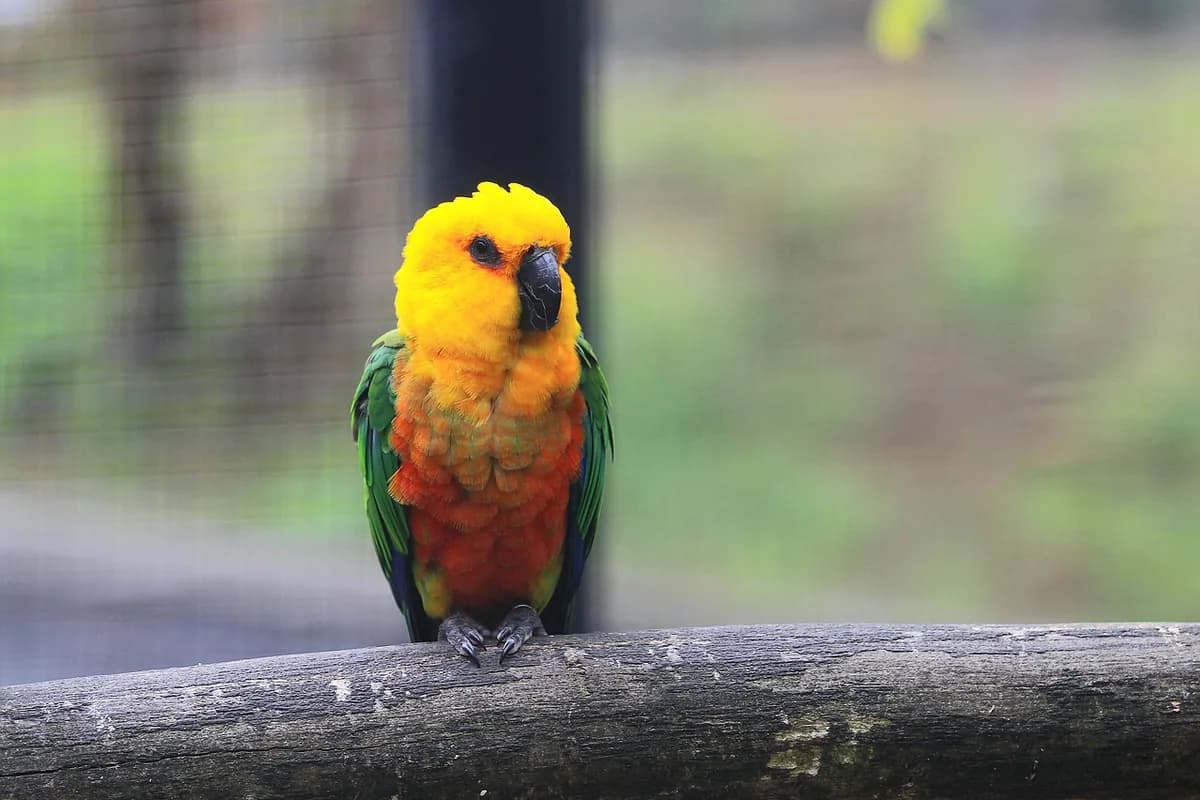A Sun Conure perched and alert