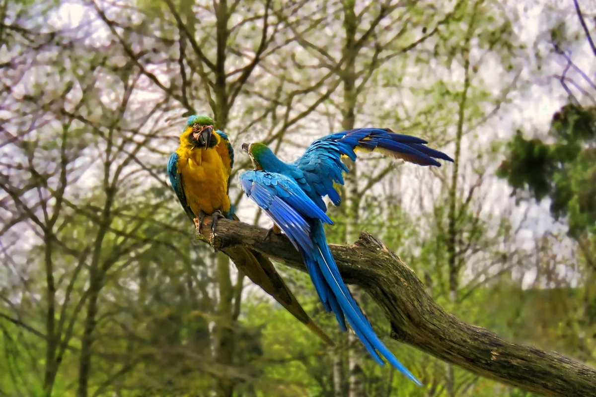 A Pet Parrot perched and alert