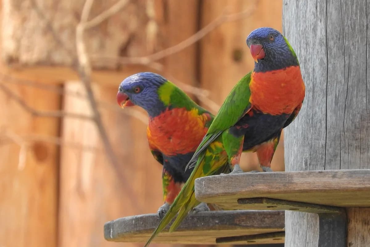 A Pet Parrot perched with another bird