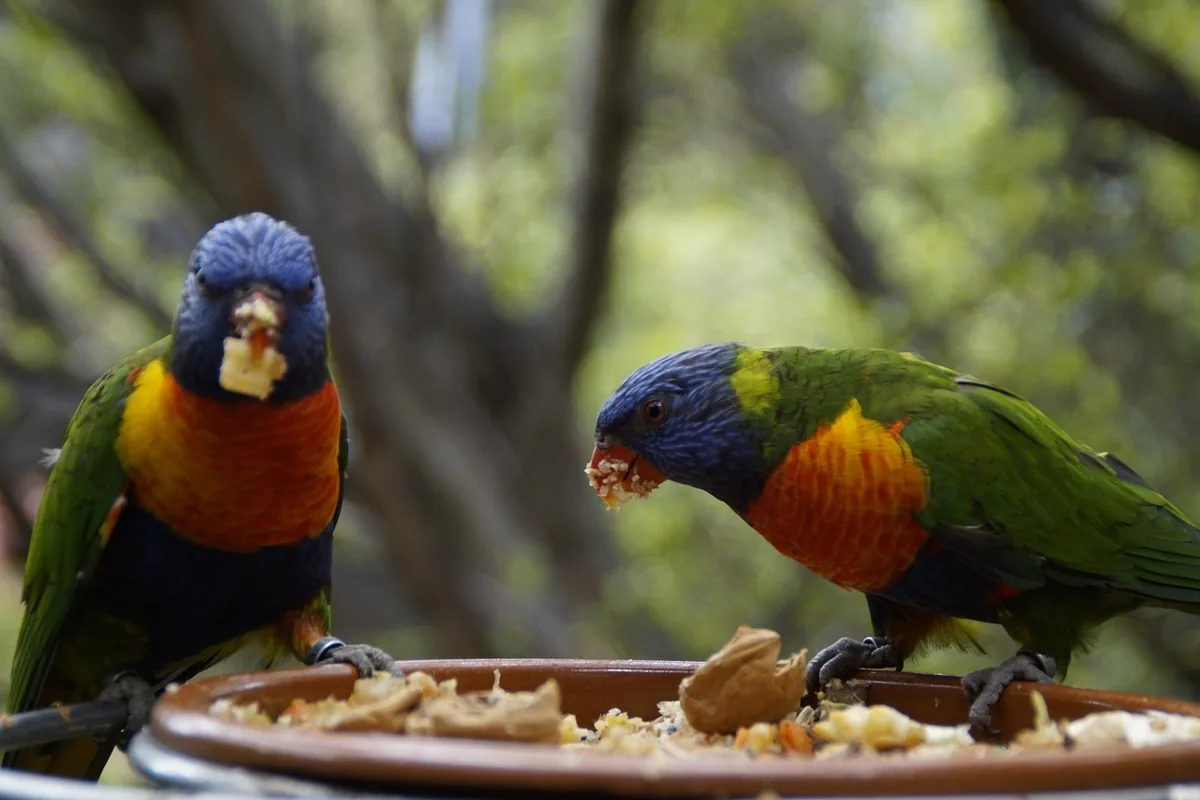 A Pet Parrot perched with another bird