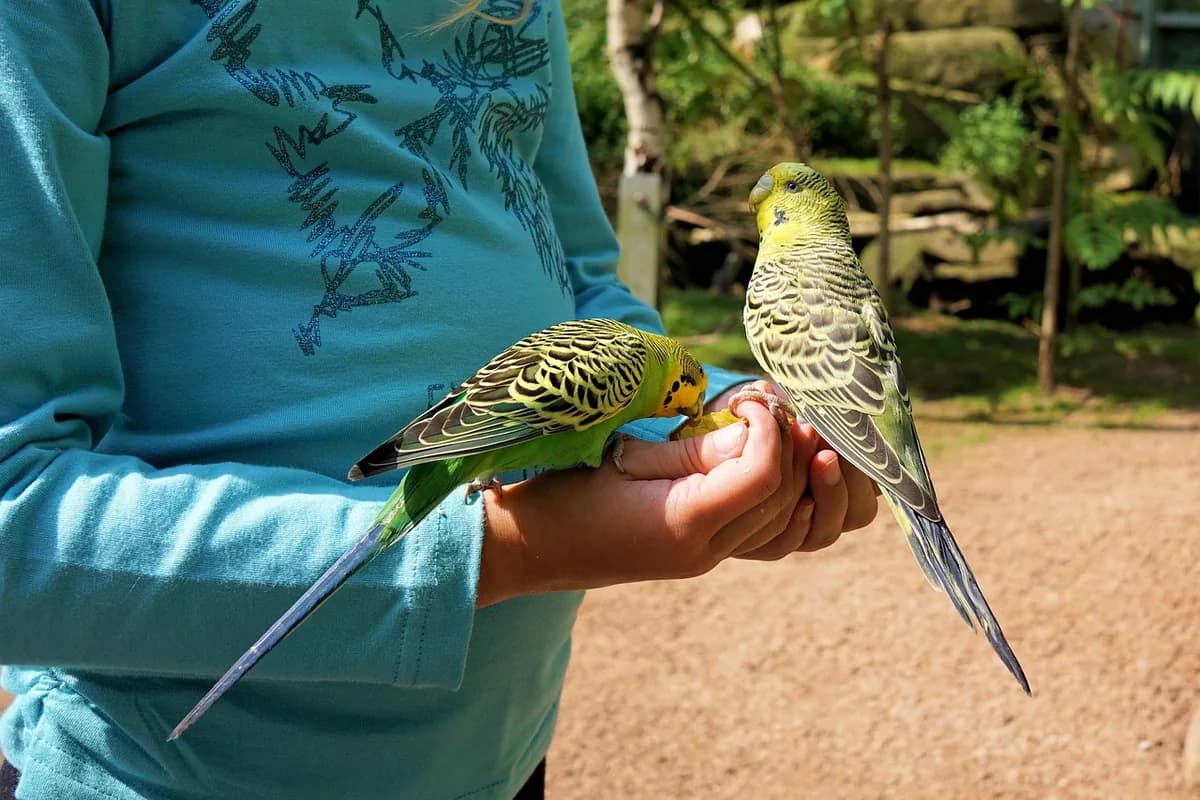 A Pet Parrot perched and alert