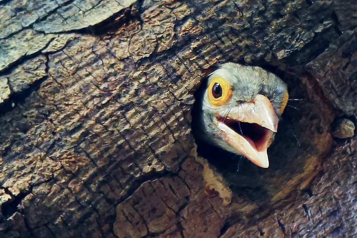 A Pet Parrot perched and alert