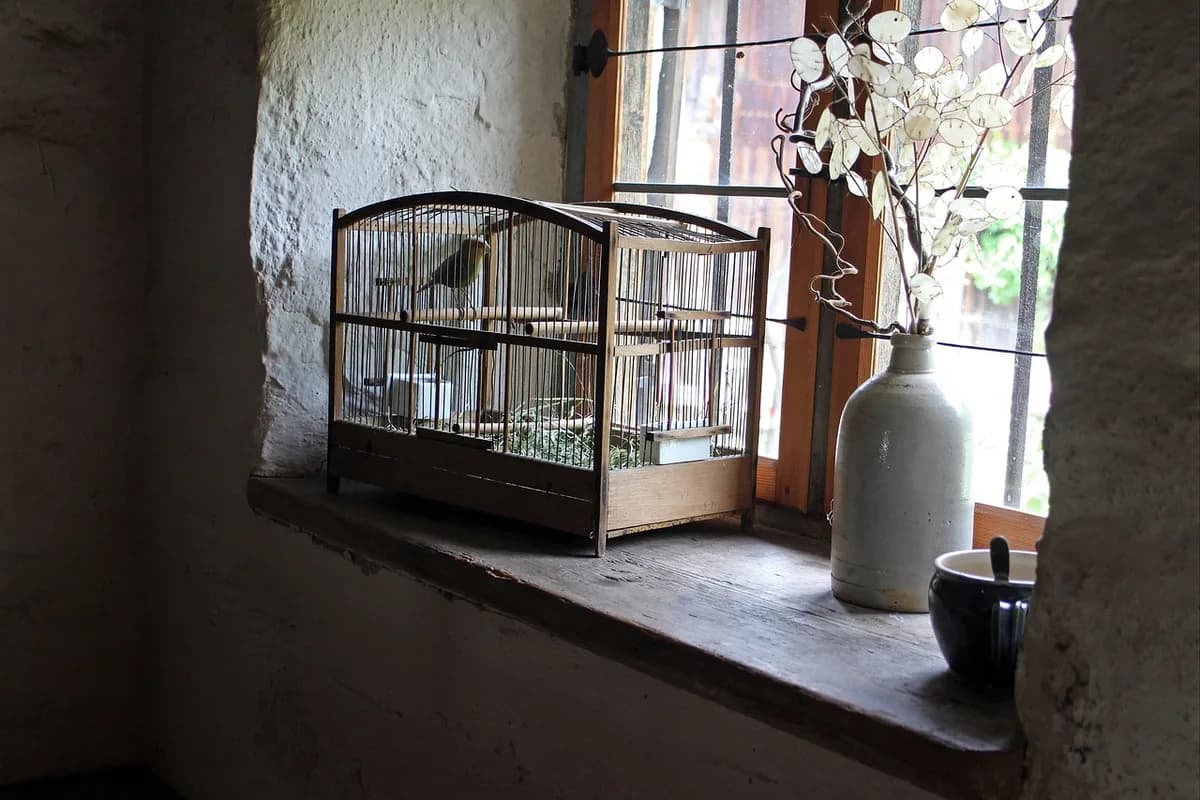 A Pet Parrot perched and alert