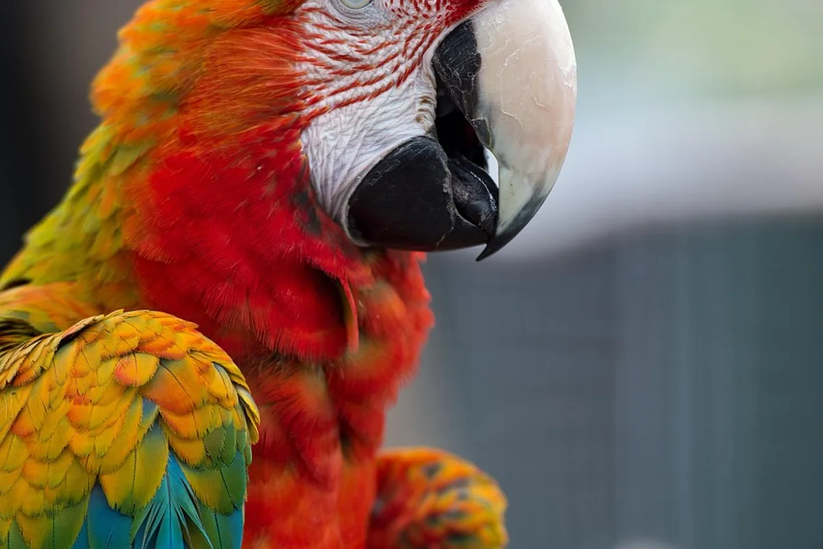 A Pet Parrot preening its feathers
