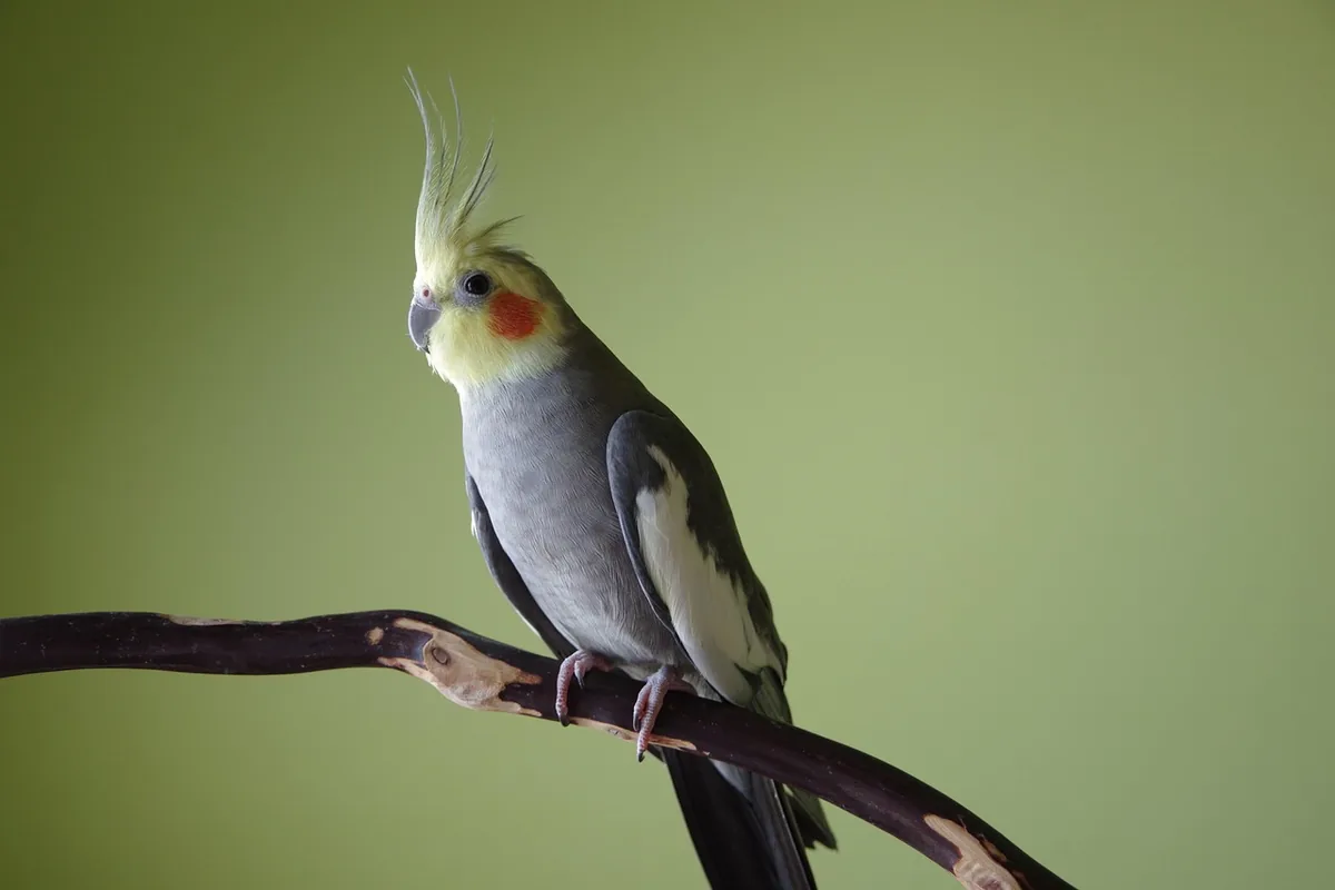 A Pet Parrot perched and alert