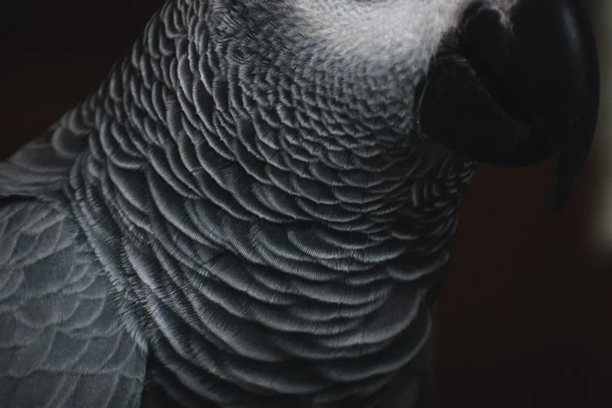 A Pet Parrot being checked over