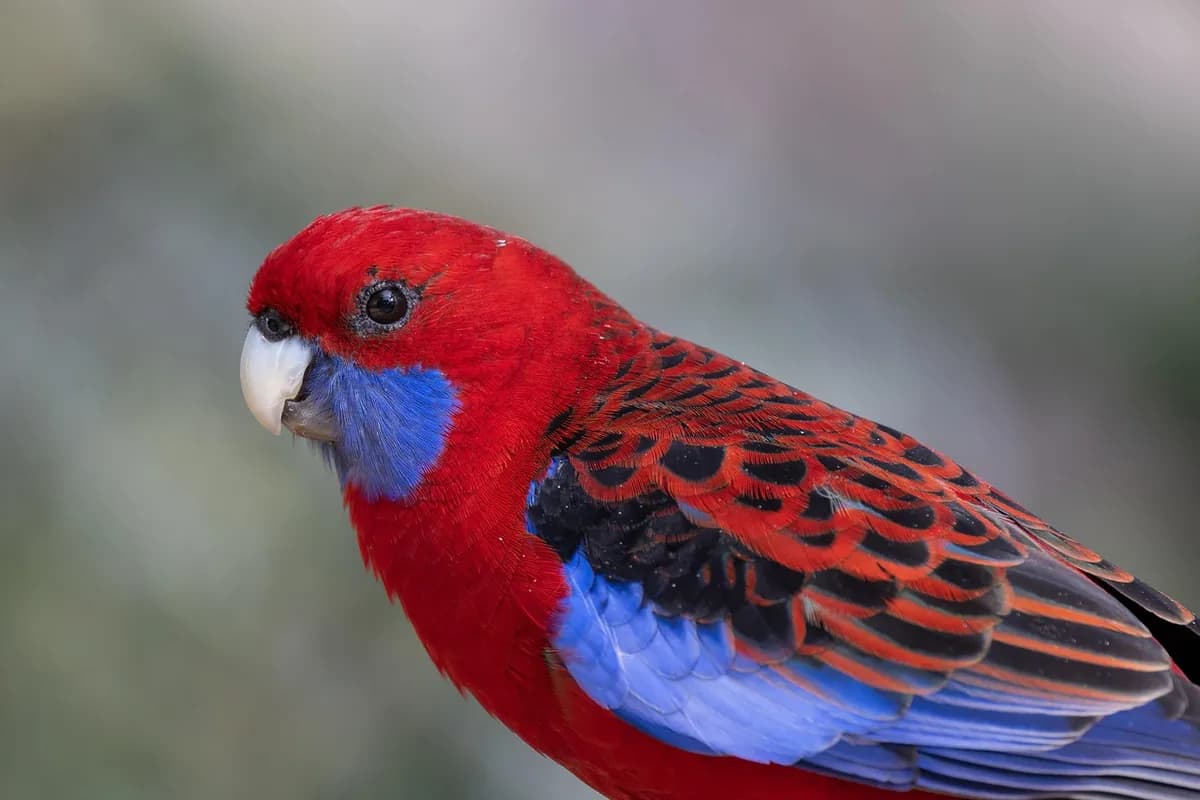 A Pet Parrot perched and alert