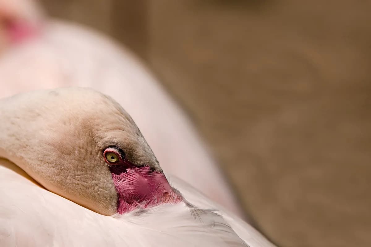 A Pet Parrot resting quietly