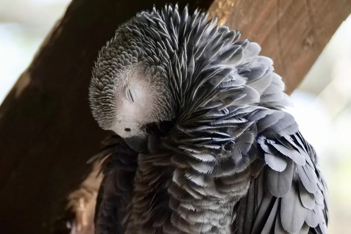 A Pet Parrot perched and alert