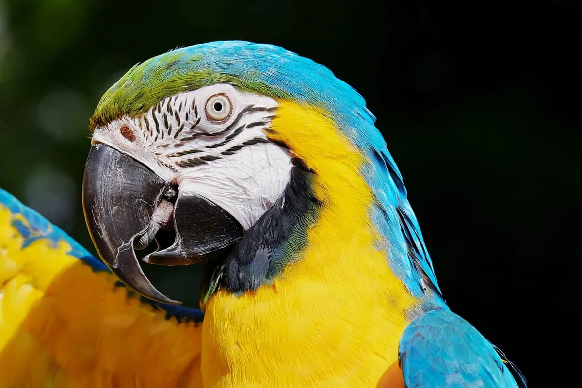 A Pet Parrot perched and alert