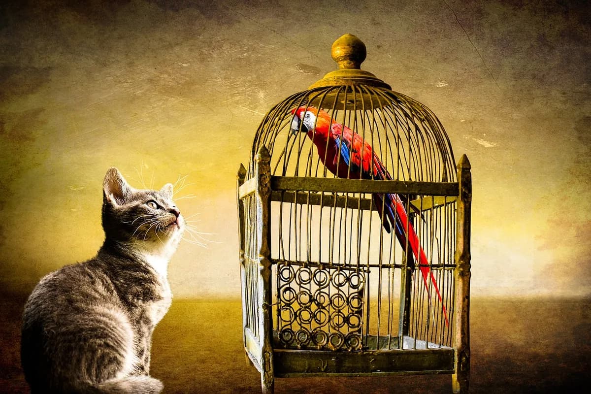 A Pet Parrot perched and alert