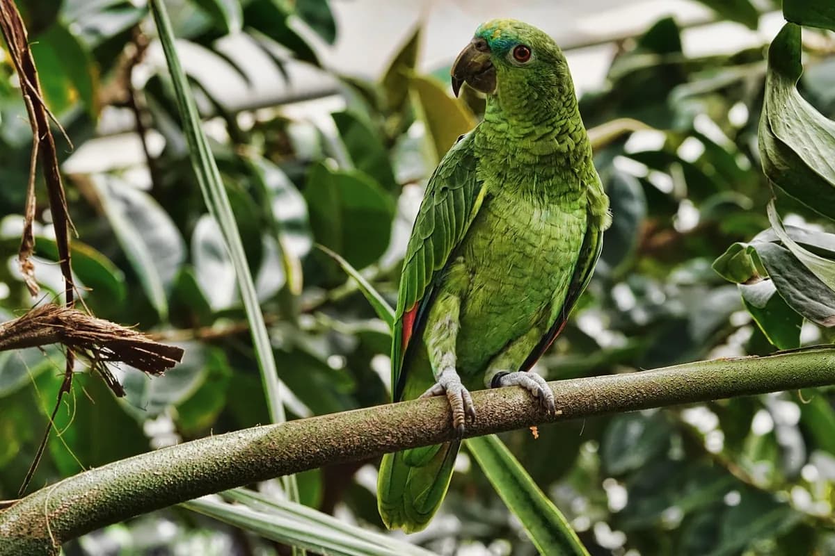 A Pet Parrot perched and alert