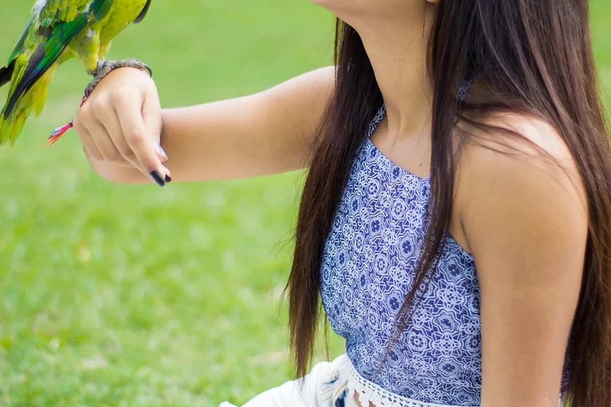 A Pet Parrot perched and alert