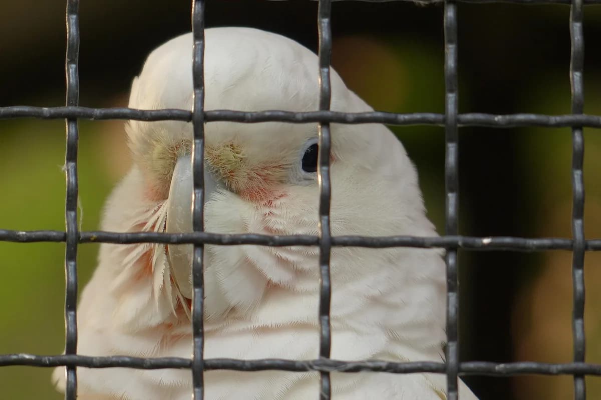 A Pet Parrot calling