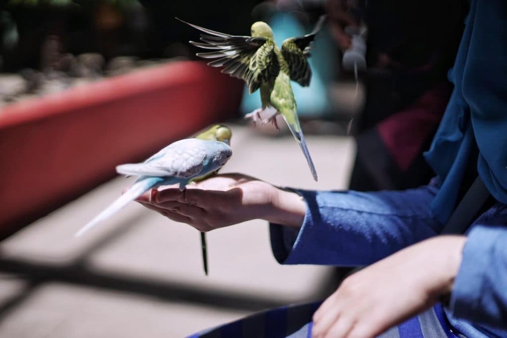 A Pet Parrot preening its feathers