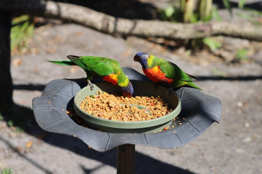 A Pet Parrot eating fresh food