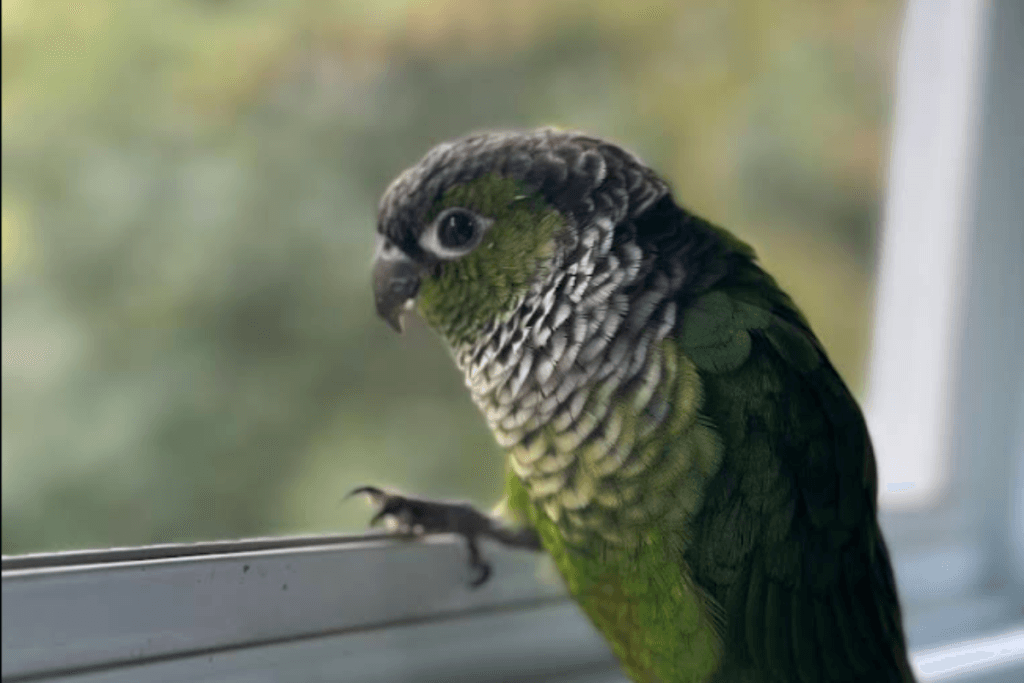 A Pet Parrot foraging
