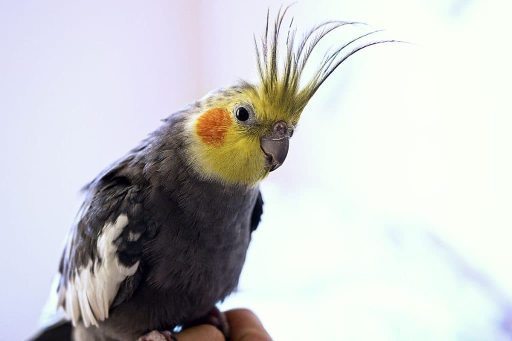 A Pet Parrot perched and alert