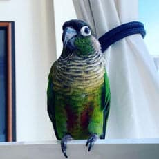 A Pet Parrot eating fresh food