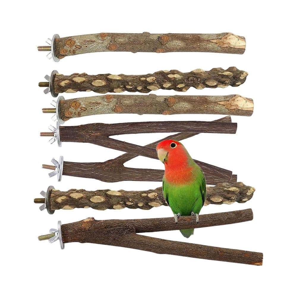 A Pet Parrot perched and alert
