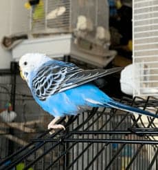 A Pet Parrot perched and alert