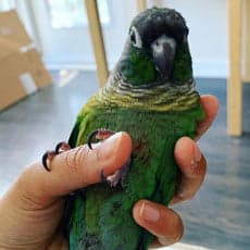 A Pet Parrot preening its feathers