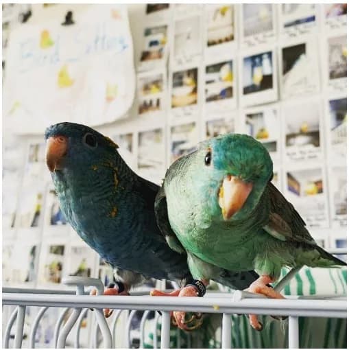 A Pet Parrot perched and alert