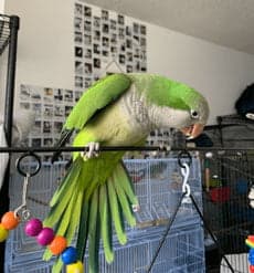 A Pet Parrot playing with a toy