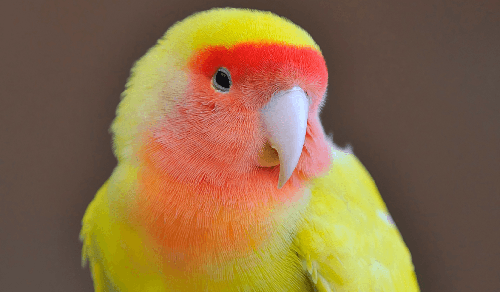 A Pet Parrot perched and alert