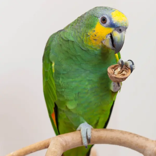 A Pet Parrot eating fresh food