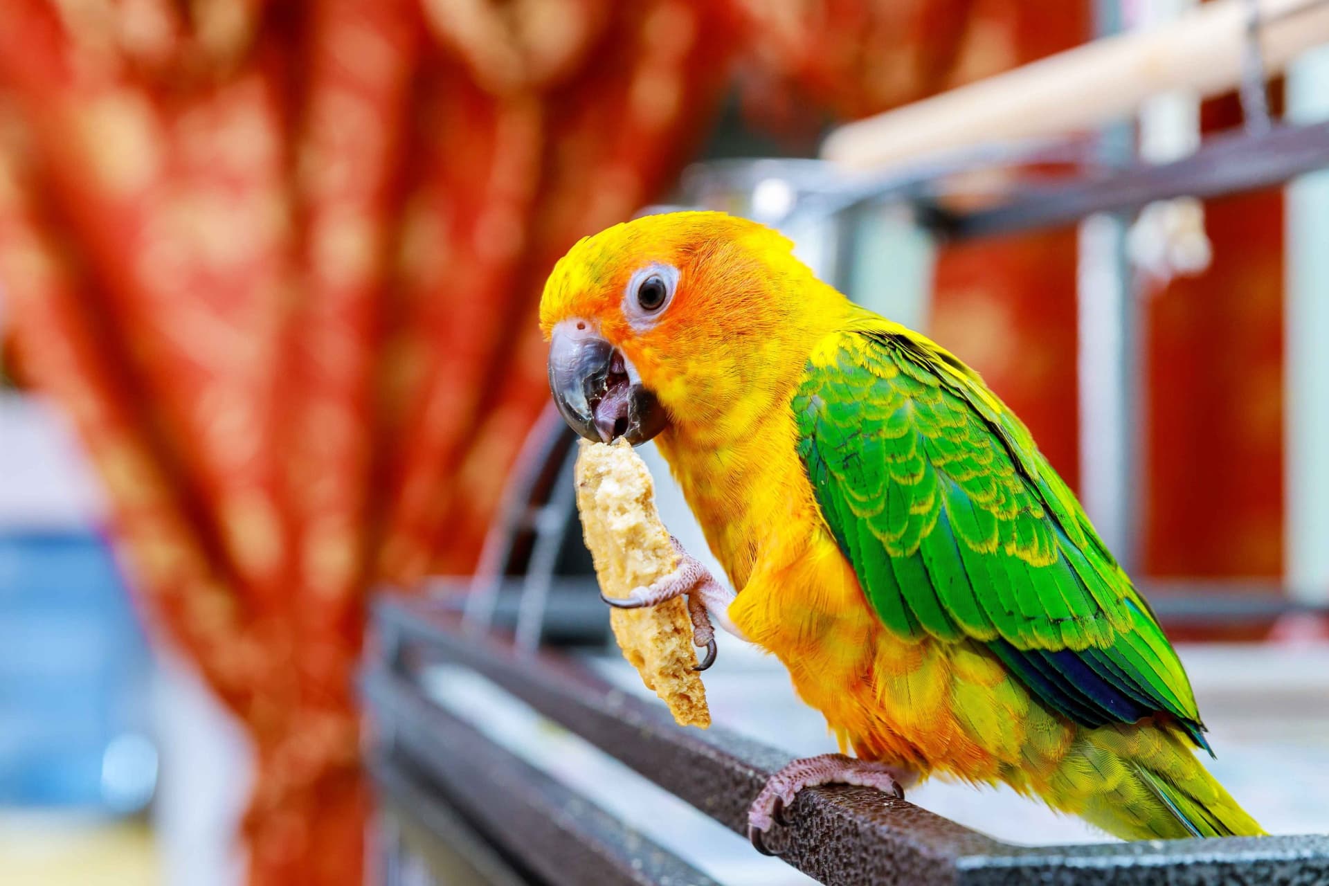 A Pet Parrot perched and alert