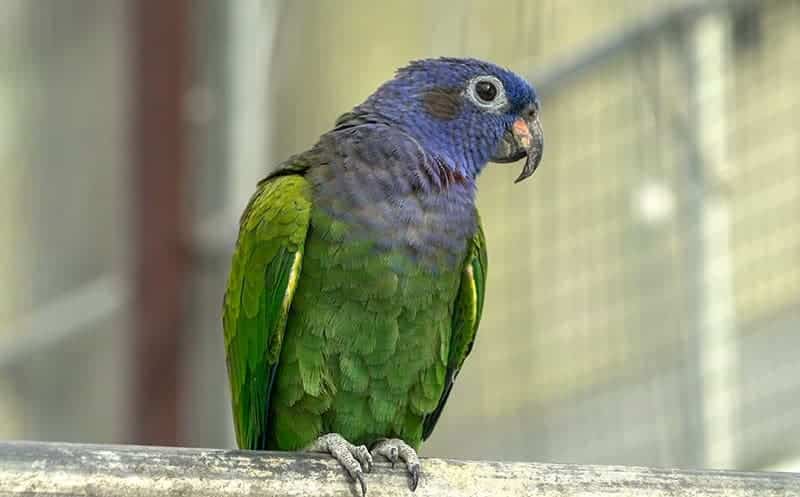 A Pet Parrot perched and alert