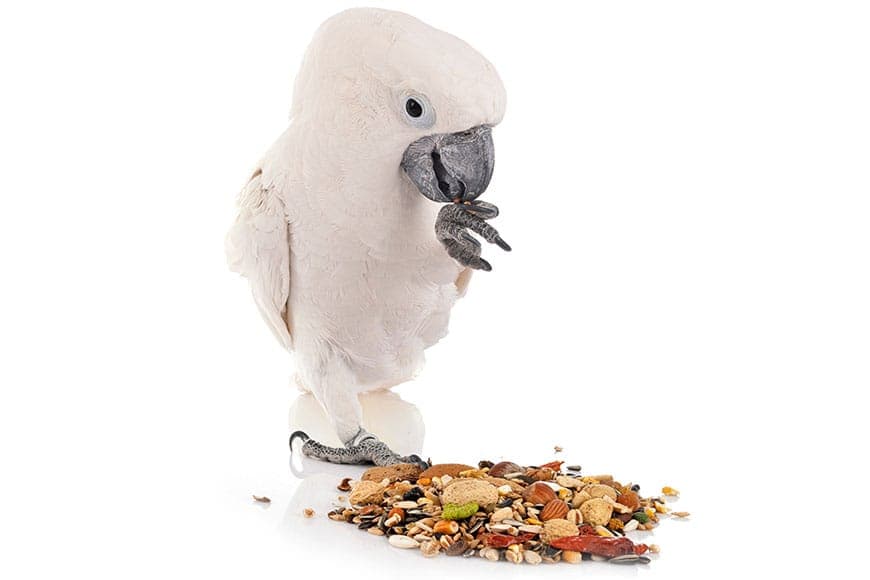 A Pet Parrot eating fresh food