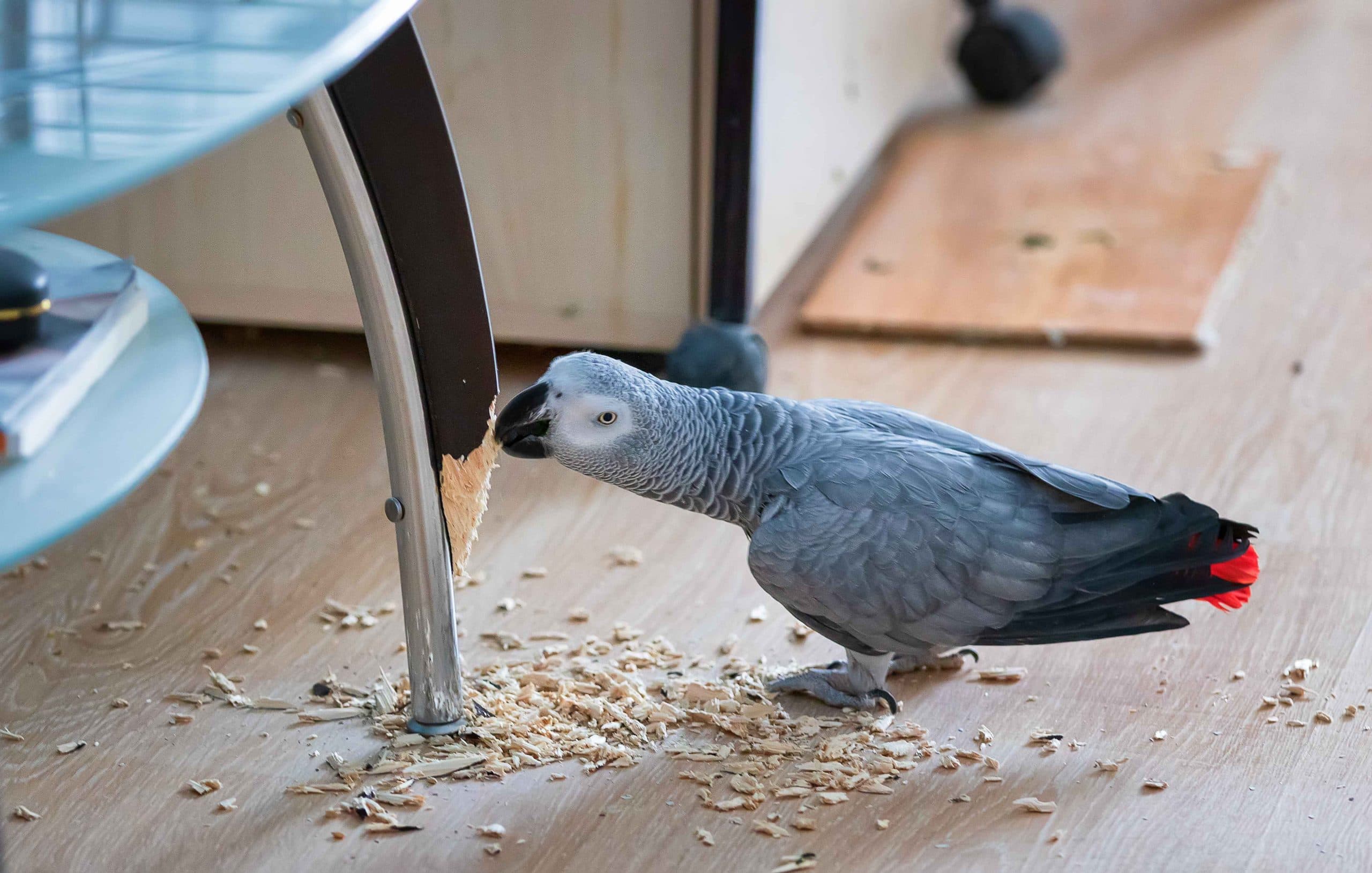Understanding Congo African Grey Behavior and Body Language