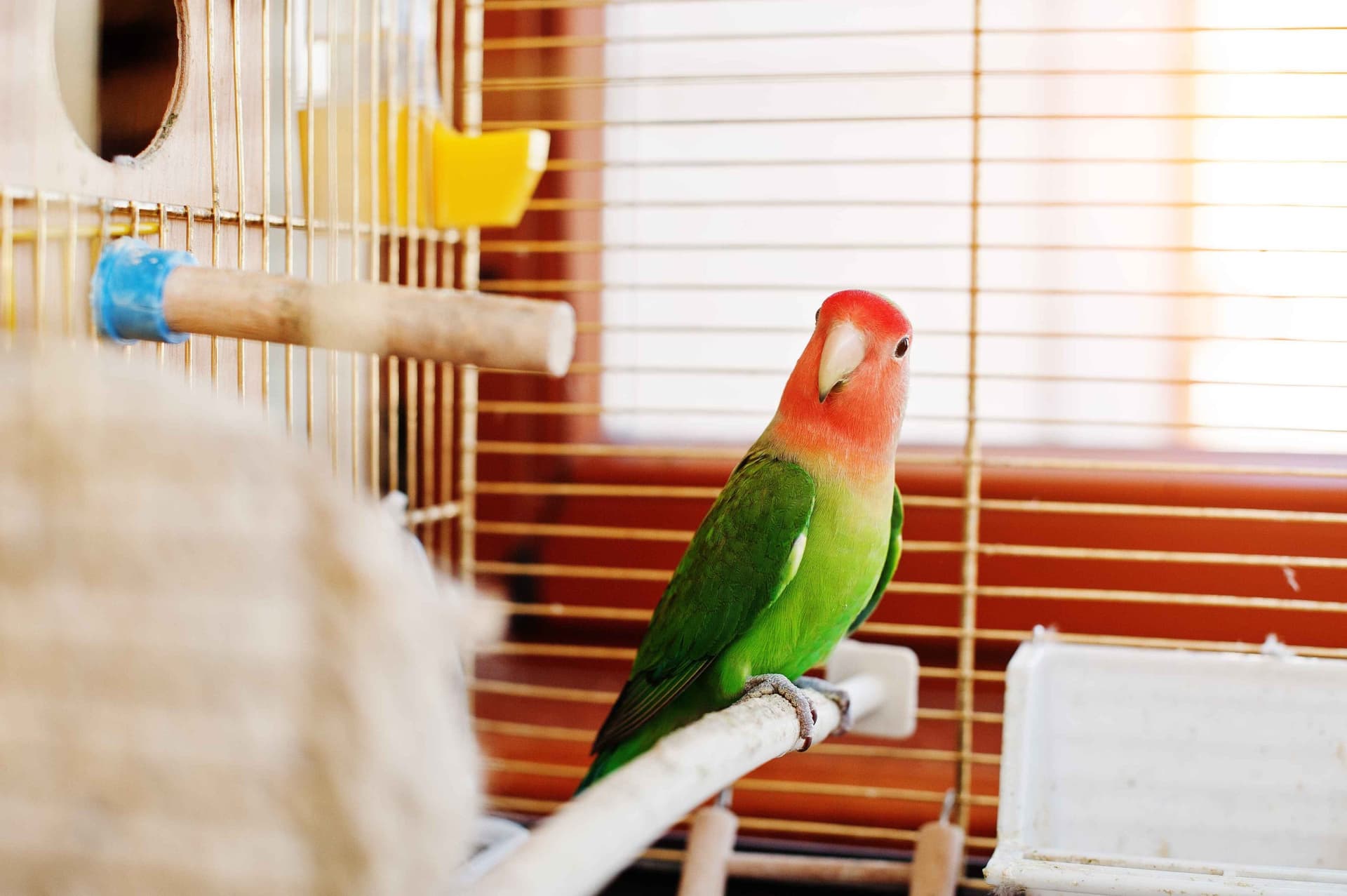 A Pet Parrot perched and alert