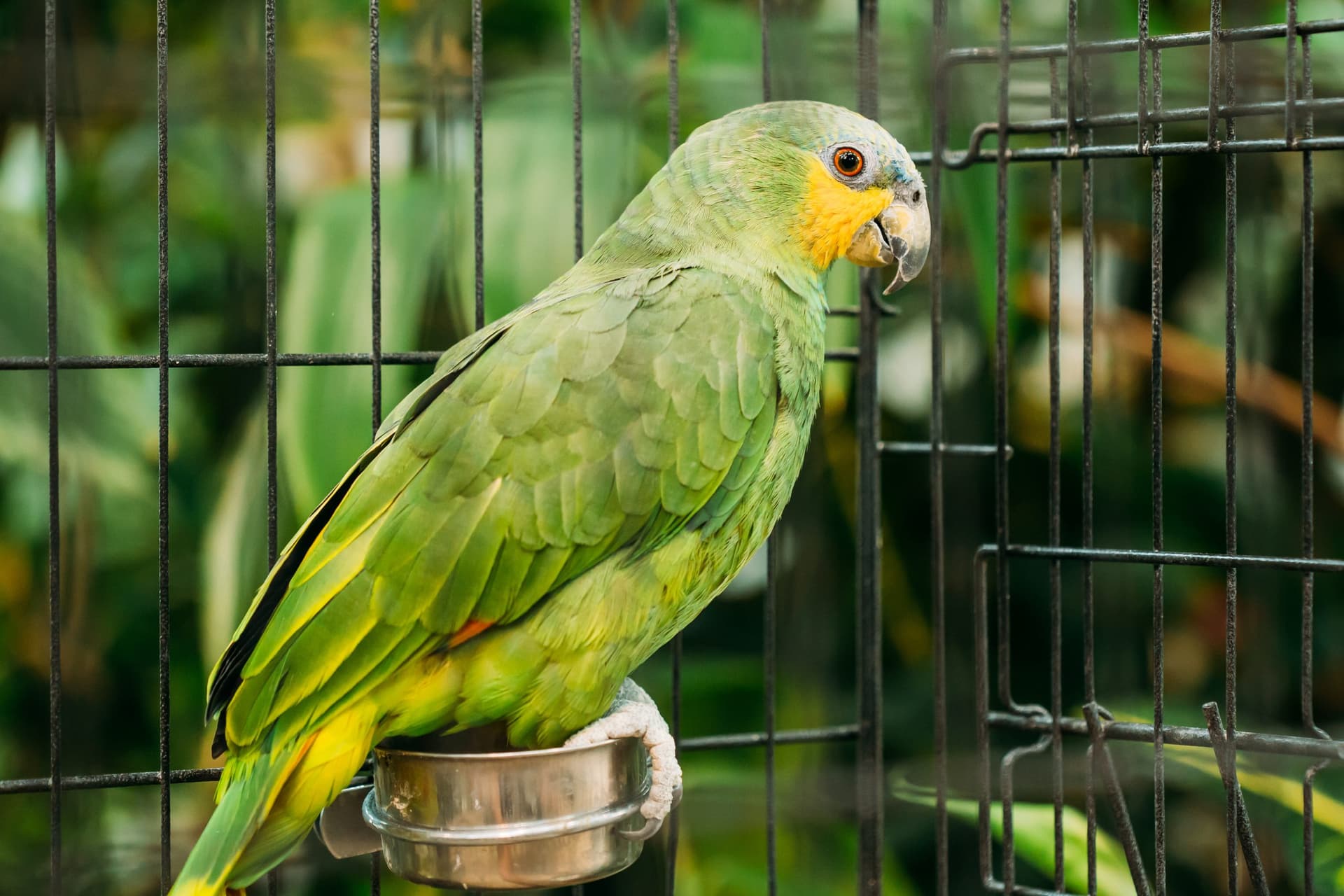 A Pet Parrot perched and alert
