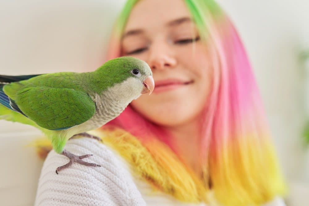 A Pet Parrot eating fresh food