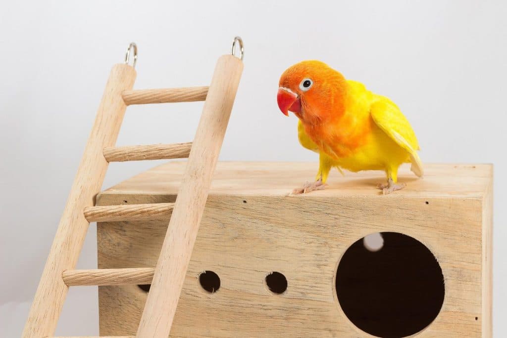 A Pet Parrot perched and alert