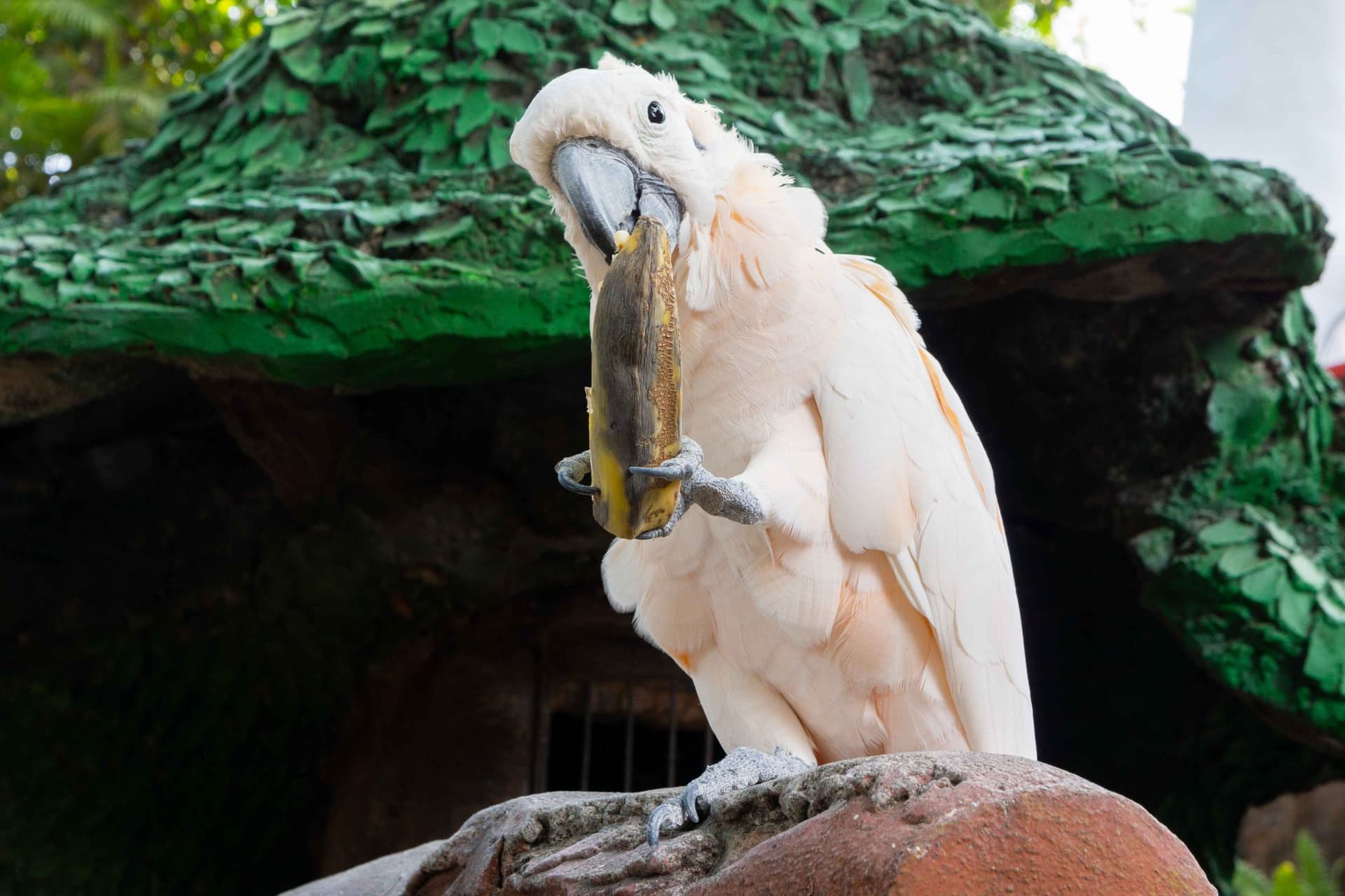 Bird Nutrition Fundamentals