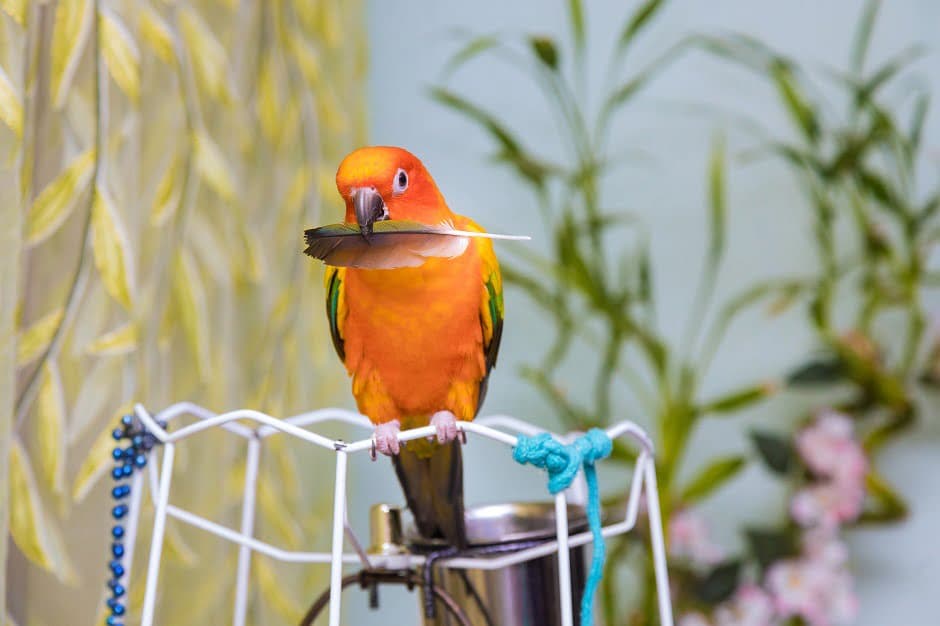 A Pet Parrot perched and alert