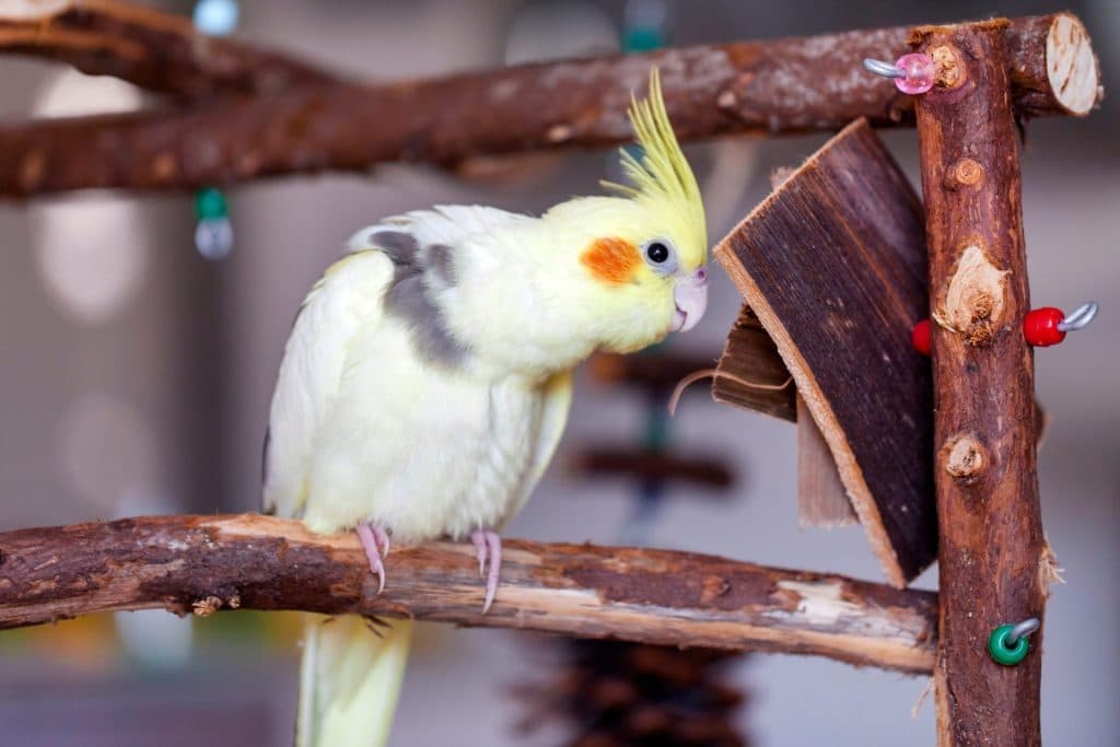 A Pet Parrot resting quietly