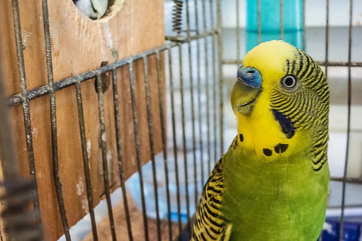 A Pet Parrot perched and alert