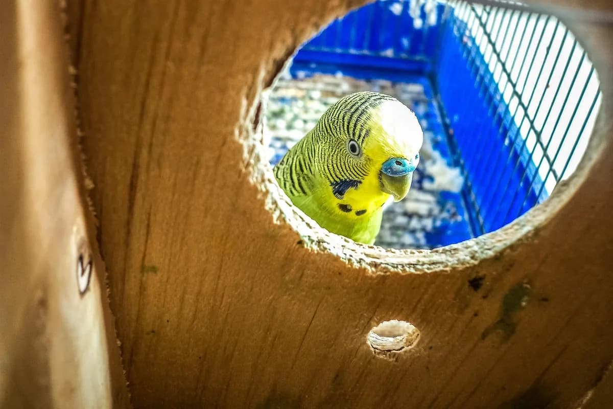 A Pet Parrot perched and alert